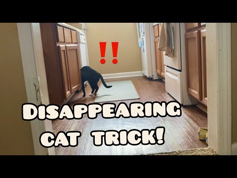 My cat disappeared! (2020)