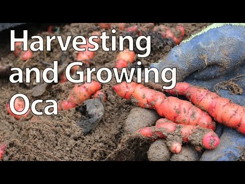 Harvesting and Growing Oca - New Zealand Yam