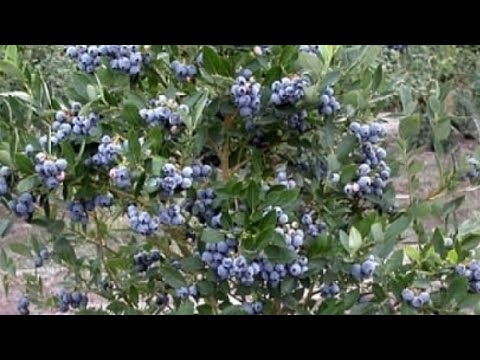 Množení kanadských borůvek