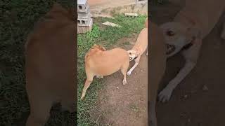 Video preview image #1 Labrador Retriever-Retriever  Mix Puppy For Sale in Washington, DC, USA