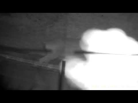 Lindos  lechones ...todavía  les falta ... Gobernador Duval.. ....La Pampa ....