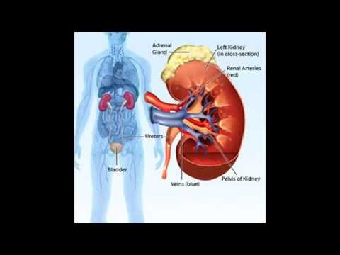 Fiziotenz et Corinfar Lhypertension Article 11