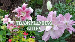 How to Transplant Lily Bulbs in the Fall 🍁 Tiger lilies, Asiatic lilies and Oriental lilies 🍂