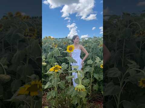 Como  está lindo 🌻Visitacao gratuita. #girassol #rolandia #parana #natureza #arapongas #novidades