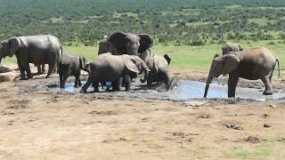 preview picture of video 'Elephants @ water hole.MOV'