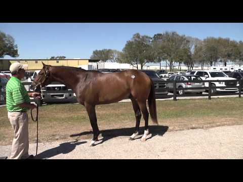 Fire For Effect (Smart Strike - In the Slips colt) Horse Racing Partnership OBS March 2016