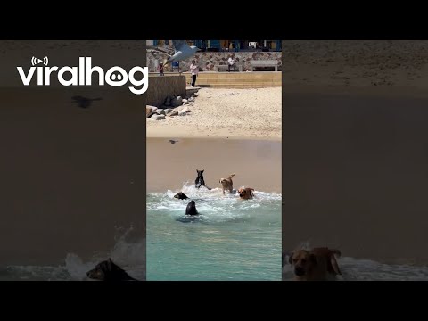 Playful Dogs Interact With a Sea Lion on the Beach || ViralHog