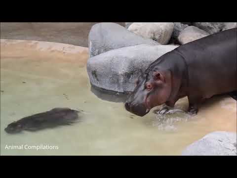 WHOA!! LOOK AT THAT BABY HIPPO!! (MUST WATCH)