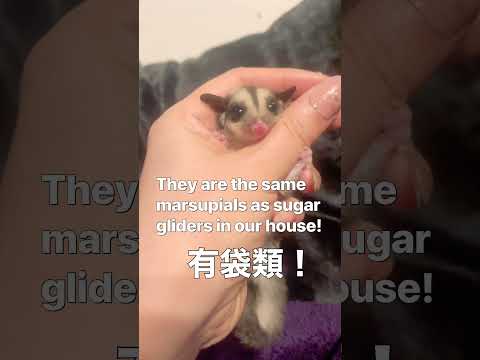 メキシコのオポッサムについて詳しく解説