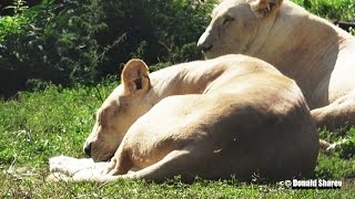 Male White Lion Chilling with Females on grass Part 2