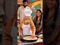 Orange Tabby Cat Making Food Cat Youtubeshorts