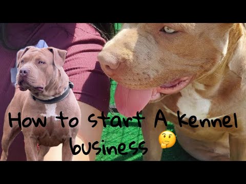 How to start a dog kennel business (7 basic tips)