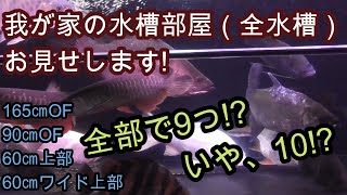 自宅の水槽部屋と全水槽をご紹介します!　前編【熱帯魚,アクアリウム,アロワナ,ダトニオ,古代魚,ナマズ,淡水エイ】