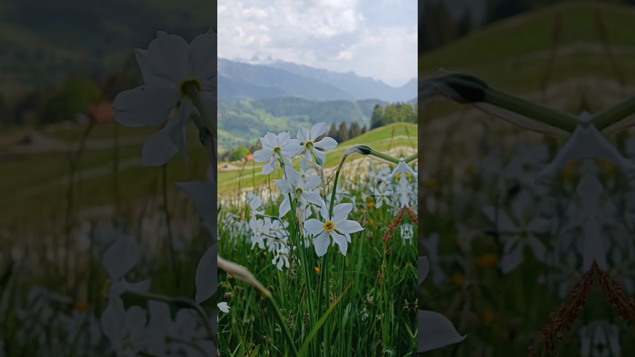 YouTube Short thumbnail