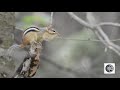 Cri du Tamia rayé/Sound of Eastern Chipmunk