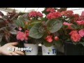 TLC Let's Talk Gardening - 2012 Episode 04 - Shade Annuals