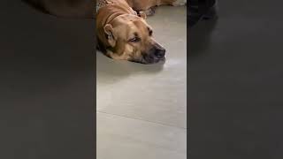 Alangu Mastiff Puppies Videos