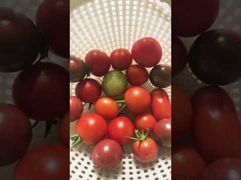 園芸 夏の果物はいつ収穫するの?