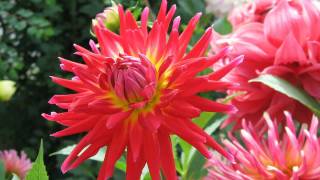 Mike Rowland - The Fairy ring