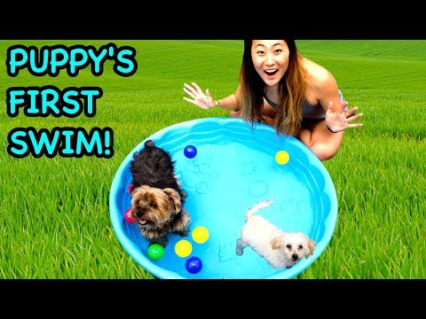 TEACHING MY PUPPY HOW TO SWIM!!