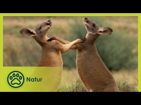 Die Rote Wüste | Australiens Nationalparks  1/5 | Go Wild