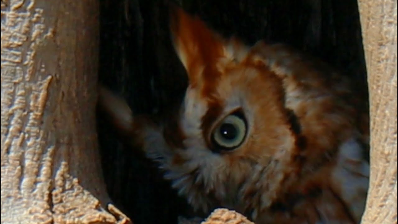 Eastern Screech Owl - Red Morph