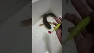 Download lagu #exp #fishing #expsoftfrog #fish #haruan #haruanhunter #mancing #shimano #bassfishing #mancingmania mp3