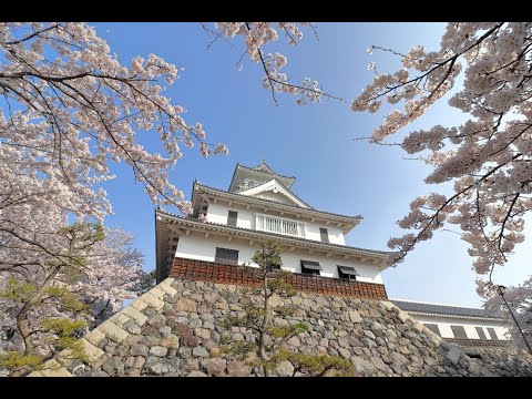 【長浜市公式】長浜×桜