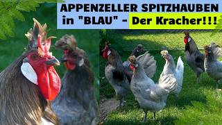 Schön & elegant! Blaue Appenzeller Spitzhauben Hühner näher betrachtet! Crested Appenzeller chicken
