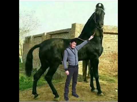 , title : 'Самый большоооой большой лошадь в мире'