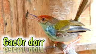 Download lagu prenjak lumut gacor dor memancing emosi berbunyi prenjak lain. mp3