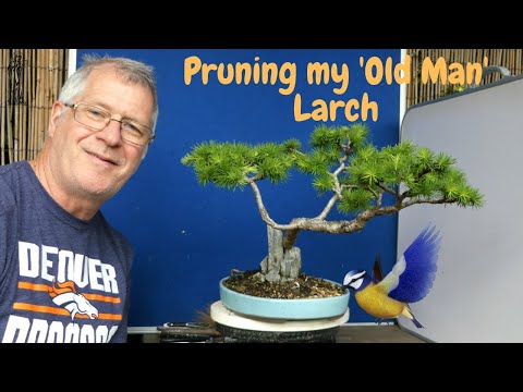 How to make Bonsai with Japanese Larch | Essential Tips for Beginners