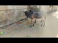 Donkeys Mating Donkey Meeting Mating