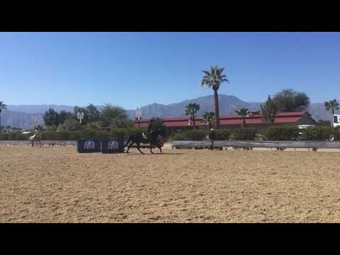 FF Evita - 2012 Holsteiner Mare (Cormint x Landgraf)