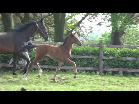 *2019 Stute von Erdinger - Sunny Boy