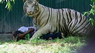 Tiger Saving The Man It Killed In Delhi Zoo?  A New Debate