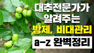 대추 전문가가 알려주는 방제, 비대관리 ㅣ 대추나무 방제ㅣ대추나무 관리방법