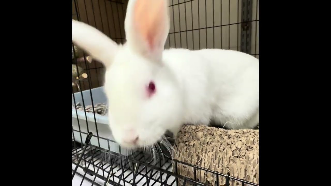 Enlarge Salt- #49824, a ADOPTABLE Bunny Rabbit in Columbia, MD video 2/4