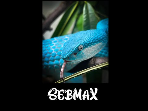 Angelo Nsa _ CREEDS - PUSH UP***