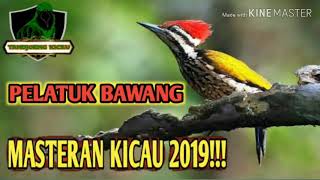 Download lagu MASTERAN KICAU SUARA BURUNG PELATUK BAWANG mp3
