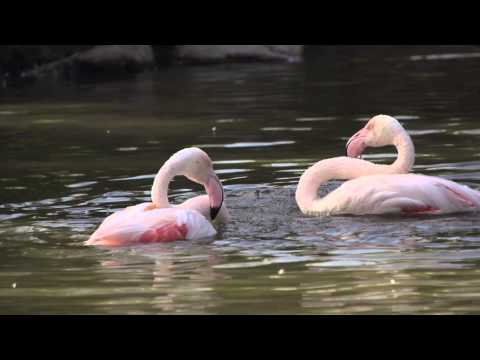 Flamingo's van Blijdorp in bad full HD