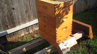 Beekeeping: The Demise of My Hive