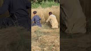 Download lagu Malgaro gota me pa reshteya oreballa👉🥹 mp3 Download lagu Malgaro gota me pa reshteya oreballa👉🥹 mp3