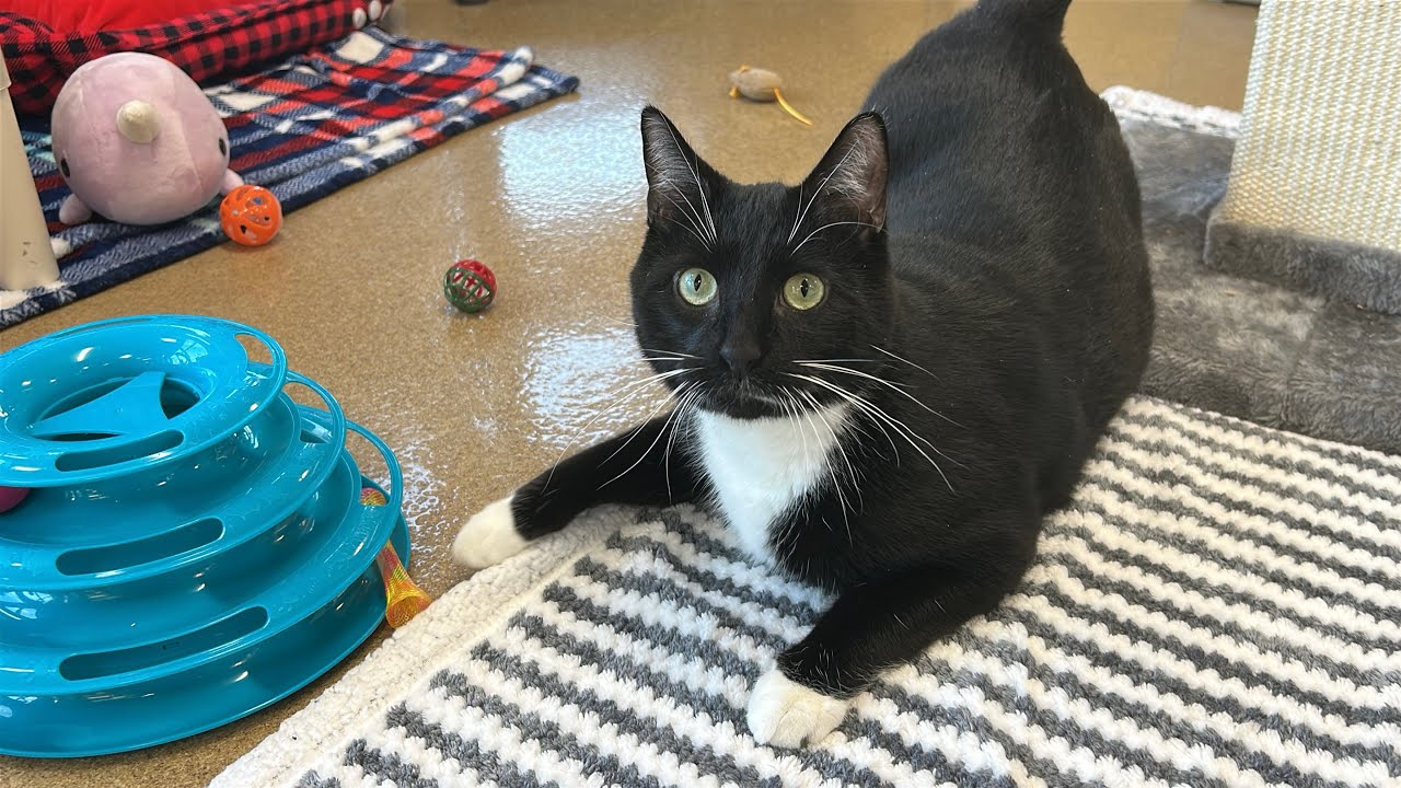 Enlarge Cosmo, an adoptable Domestic Short Hair in Eatontown, NJ video 6/6