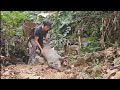 Saw an unlucky wild boar when I was looking for food, Survival Instinct, Wilderness Alone (ep 111)