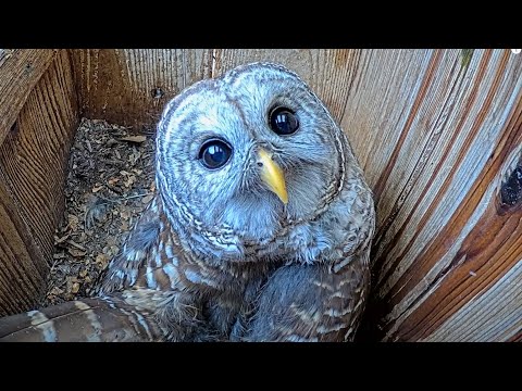 Barred Owl Eyes The Camera After Preening In The Nest Box – March 14, 2024
