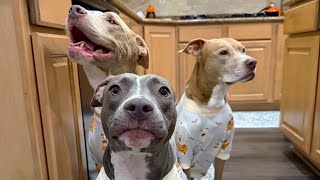Dog Bedtime Routine | Pajamas, Late Night Treat & Tucked In 🐾