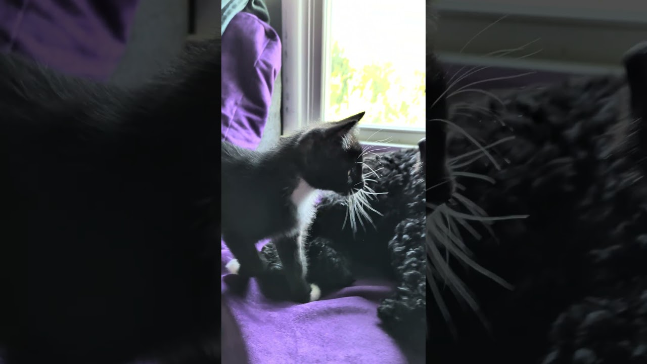 Enlarge Pete The Cat, an adopted Domestic Short Hair in Ellicott City, MD video 2/6