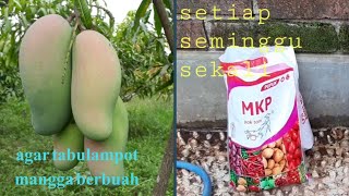 Download lagu Cara pemupukan pohon mangga cepat berbuah mp3