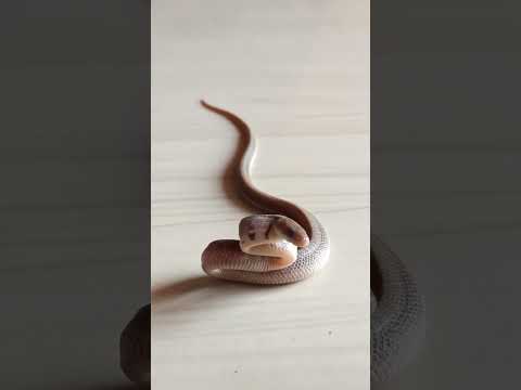 देखिए सांप का बच्चा अंडे से निकलने के तुरंत बाद कैसे हमला करता हैं #shorts